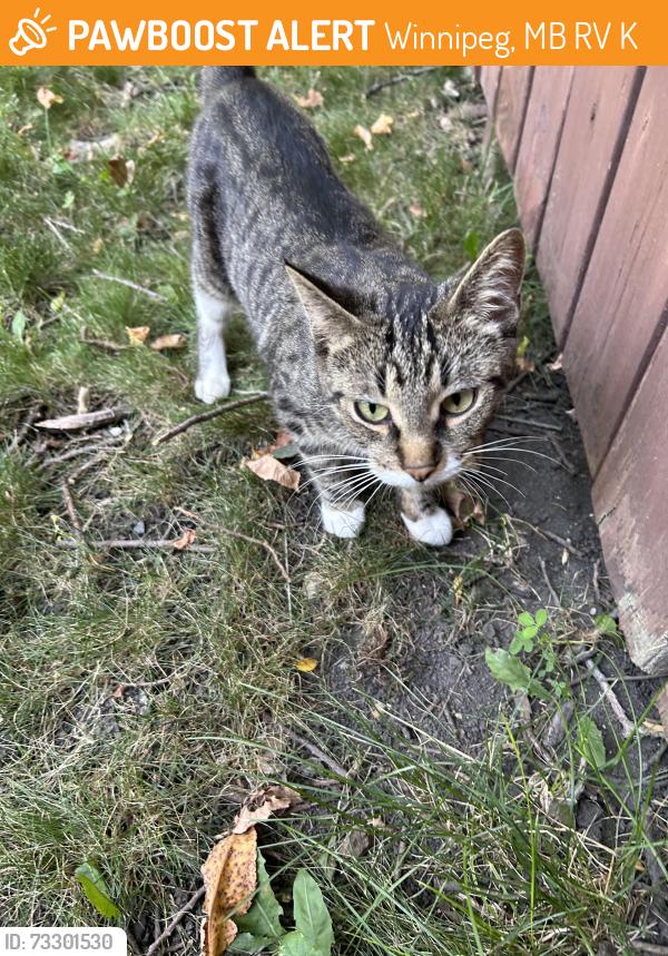 Found/Stray Female Cat last seen Campeau and De L’église in St Norbert, Winnipeg, MB R3V 1K5