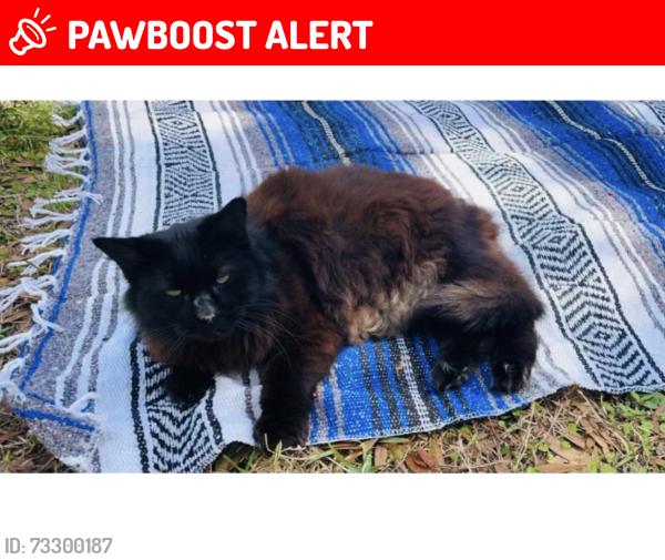 Lost Male Cat last seen Marble ct/Aloma, Seminole County, FL 32792