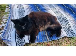 Lost Male Cat last seen Marble ct/Aloma, Seminole County, FL 32792