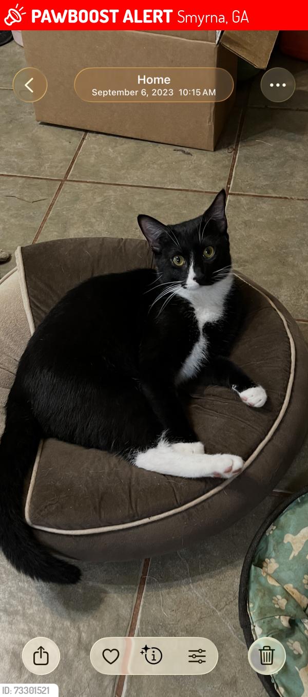 Lost Male Cat last seen King Springs Rd and South Cobb Dr, Smyrna, GA 30080
