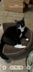 Lost Male Cat last seen King Springs Rd and South Cobb Dr, Smyrna, GA 30080