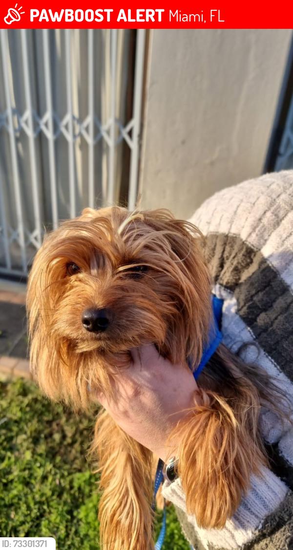 Lost Male Dog last seen Sw 35th st and Sw 94 Ave, Miami, FL 33165