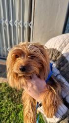 Lost Male Dog last seen Sw 35th st and Sw 94 Ave, Miami, FL 33165
