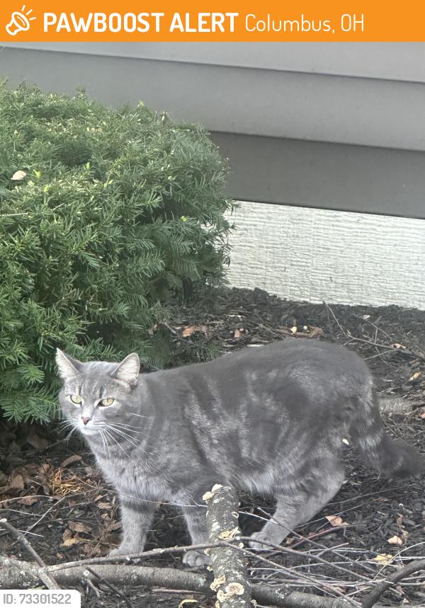 Found/Stray Unknown Cat last seen Dierker Rd, Columbus, OH 43235