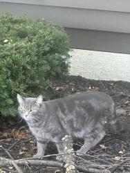 Found/Stray Unknown Cat last seen Dierker Rd, Columbus, OH 43235