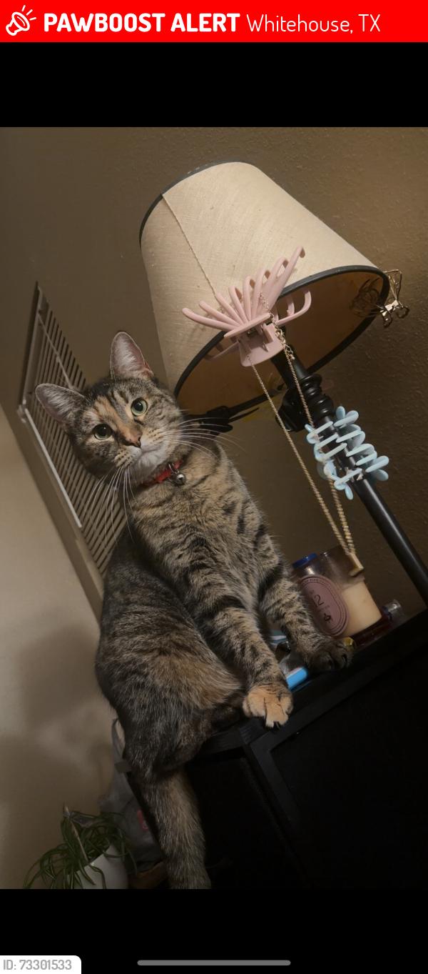 Lost Female Cat last seen Nunn Ave, Whitehouse, TX 75791