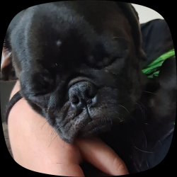 Reunited Male Dog last seen Salmon Court and Redwood, Baytown, TX 77523