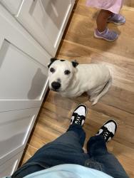 Found/Stray Male Dog last seen Catawba Springs, Hickory, NC 28601