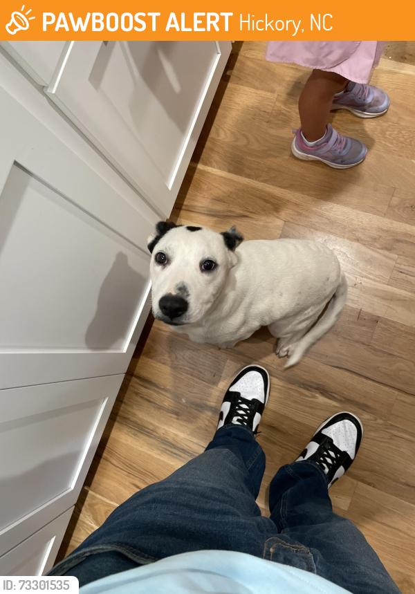 Found/Stray Male Dog last seen Catawba Springs, Hickory, NC 28601