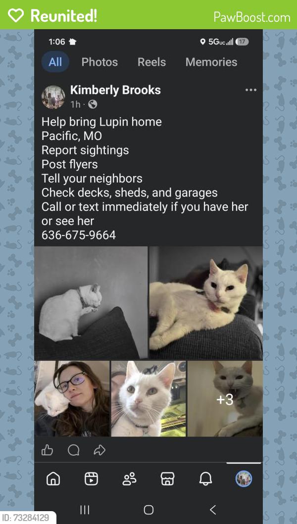 Reunited Female Cat last seen South 2nd and West Congress, Pacific, MO 63069