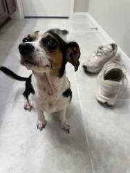 Reunited Female Dog last seen Greenwood Dr in Talevera (cinco ranch area), Richmond, TX 77406