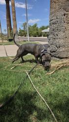 Reunited Female Dog last seen 70th St and McDowell, Scottsdale, AZ 85257