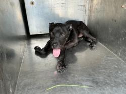 Shelter Stray Male Dog last seen Near W 70th St, Caddo Parish, LA, 1500 Monty St, Shreveport, LA 71107, USA