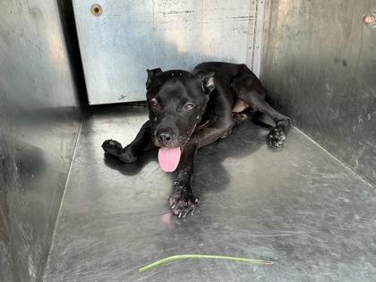 Shelter Stray Male Dog last seen Near W 70th St, Caddo Parish, LA, 1500 Monty St, Shreveport, LA 71107, USA