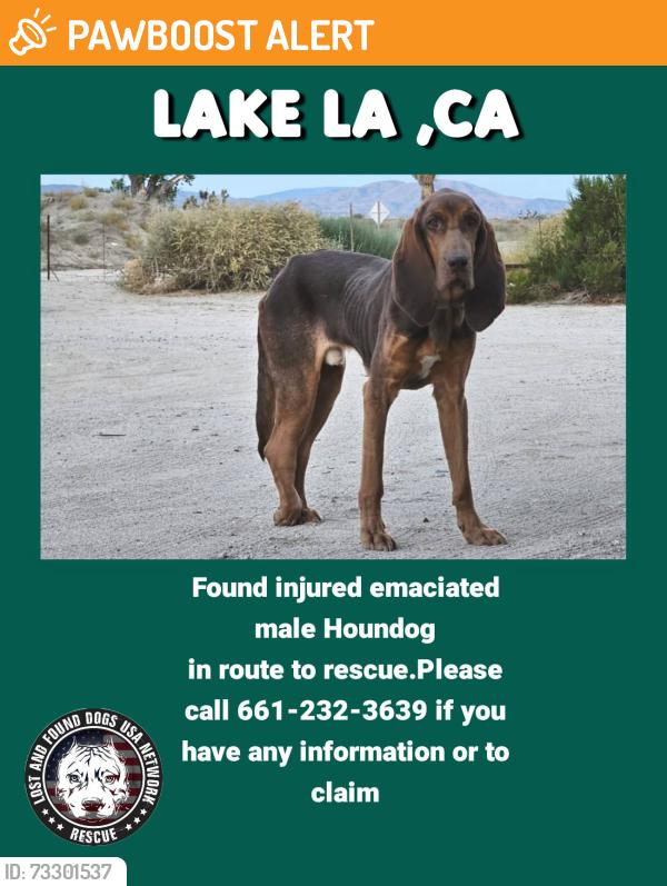 Found/Stray Male Dog last seen Near Aces, Lake Los Angeles, CA 93591