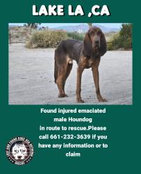 Found/Stray Male Dog last seen Near Aces, Lake Los Angeles, CA 93591