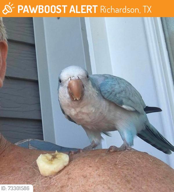 Found/Stray Unknown Bird last seen Carol Stream Dr, Richardson, TX 75081
