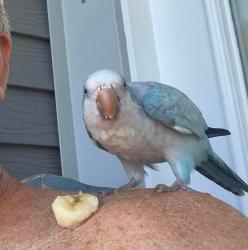 Found/Stray Unknown Bird last seen Carol Stream Dr, Richardson, TX 75081