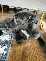 Reunited Male Dog last seen Sheridan and 44th, Mountain View, CO 80212
