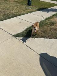 Reunited Female Dog last seen Chesapeake and Brontë, Kaufman County, TX 75114