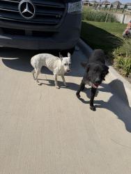 Found/Stray Unknown Dog last seen Destiny Studio at Chambers and Ellis St, Venus, TX 76084