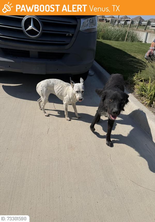 Found/Stray Unknown Dog last seen Destiny Studio at Chambers and Ellis St, Venus, TX 76084