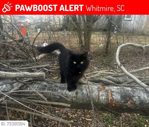 Lost Female Cat last seen Old newberry hwy, Whitmire, SC 29178