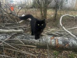 Lost Female Cat last seen Old newberry hwy, Whitmire, SC 29178