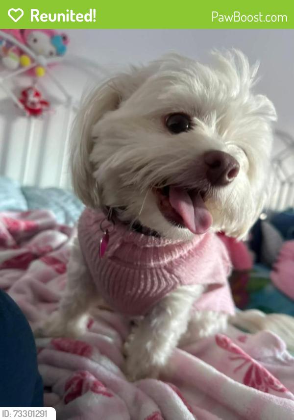 Reunited Female Dog last seen N ave 59, Los Angeles, CA 90042