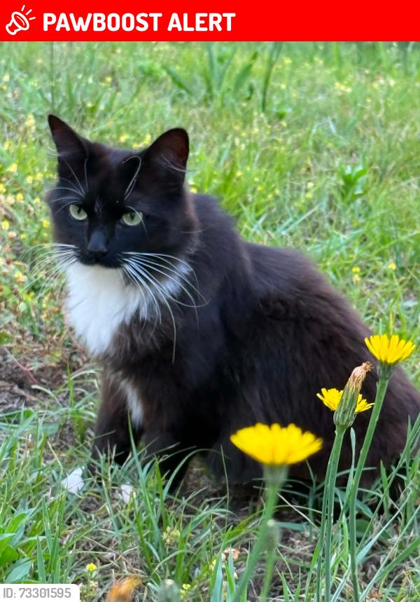 Lost Female Cat last seen Boones cave hwy 150, Davidson County, NC 27295