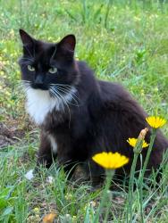 Lost Female Cat last seen Boones cave hwy 150, Davidson County, NC 27295