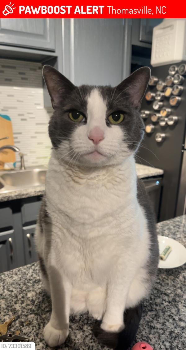 Lost Female Cat last seen Bobo and Bell Drive, Thomasville, NC 27360