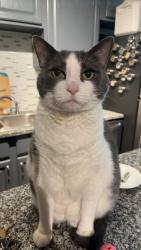 Lost Female Cat last seen Bobo and Bell Drive, Thomasville, NC 27360