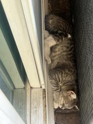 Found/Stray Male Cat last seen North 5th and 215, North Las Vegas, NV 89084