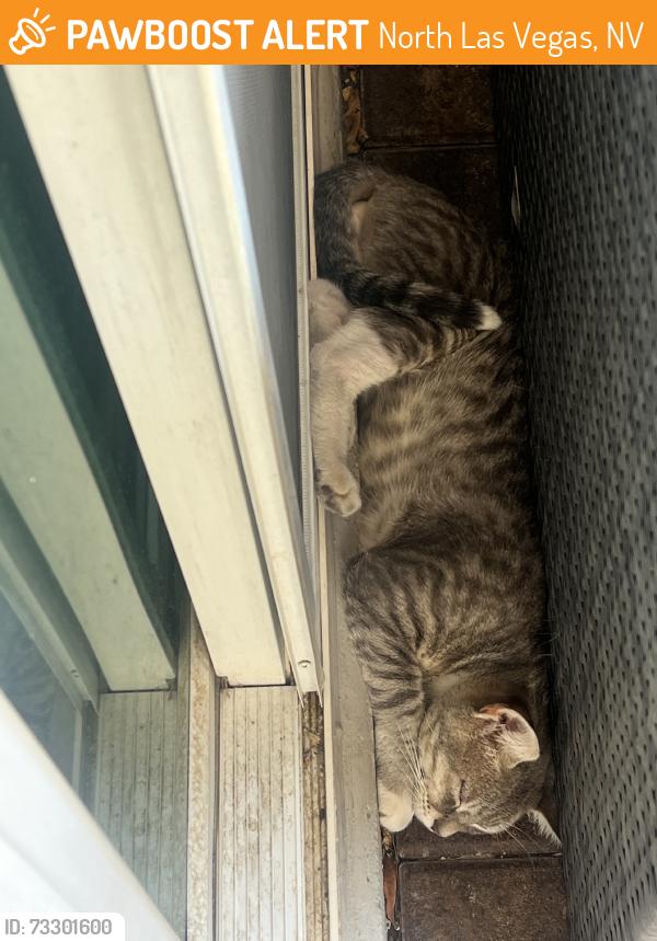 Found/Stray Male Cat last seen North 5th and 215, North Las Vegas, NV 89084