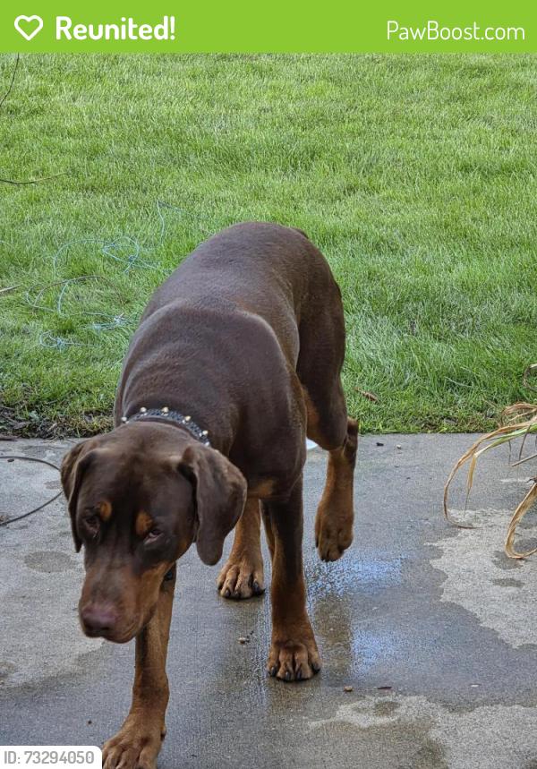 Reunited Male Dog last seen Cooper road &82nd street, Kenosha, WI 53142