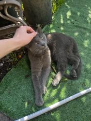 Lost Male Cat last seen Near race street bart, San Jose, CA 95126
