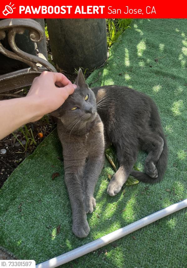 Lost Male Cat last seen Near race street bart, San Jose, CA 95126