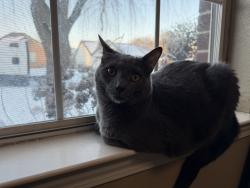 Lost Male Cat last seen Near English pecan cove, Memphis, TN 38128