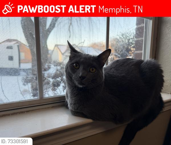 Lost Male Cat last seen Near English pecan cove, Memphis, TN 38128