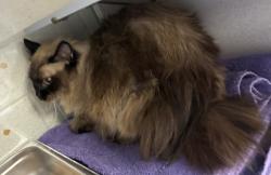 Shelter Stray Female Cat last seen Near S 700 W, MILLCREEK, UT, 84123, 511 W 3900 S, Salt Lake City, UT 84123, USA