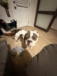 Lost Male Dog last seen cedar creek, Cedar Creek, NC 28312