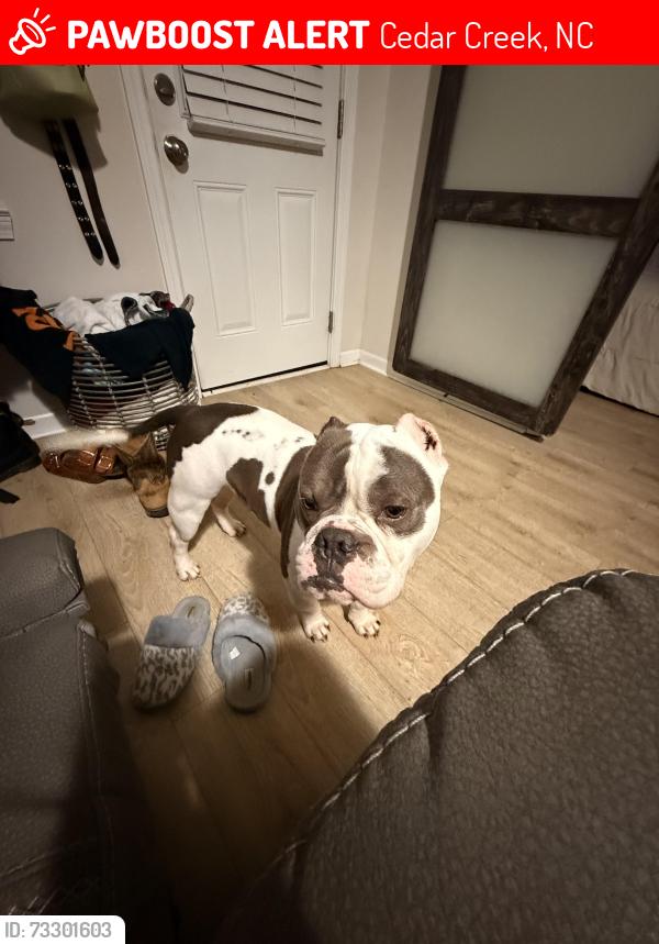 Lost Male Dog last seen cedar creek, Cedar Creek, NC 28312