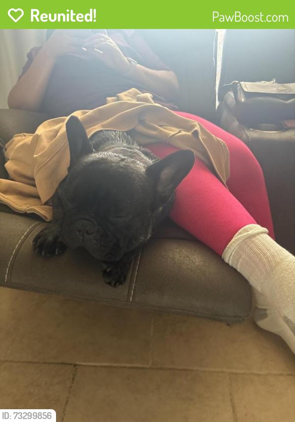 Reunited Male Dog last seen Avenue Q 26th St, Palmdale, CA 93550