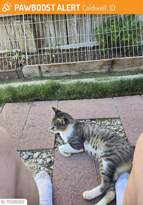 Found/Stray Female Cat last seen Bennington St. Between Ashton and Eaton, Caldwell, ID 83605