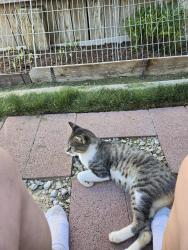 Found/Stray Female Cat last seen Bennington St. Between Ashton and Eaton, Caldwell, ID 83605