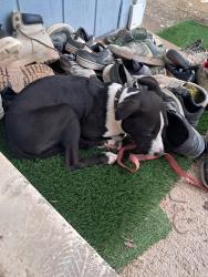 Reunited Unknown Dog last seen Clearwater avenue, Pensacola, FL 32505