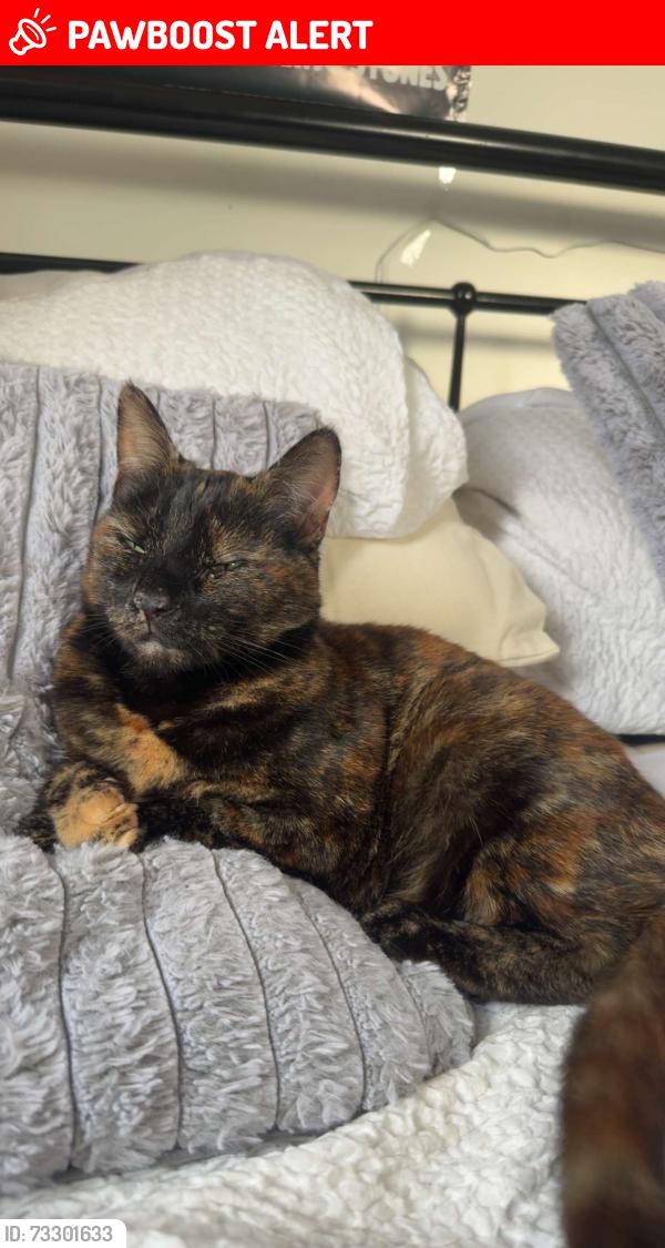 Lost Female Cat last seen Elm street, Peterborough, England 