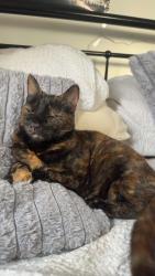 Lost Female Cat last seen Elm street, Peterborough, England 