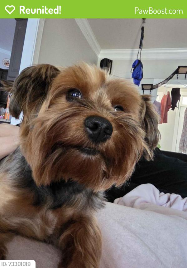 Reunited Female Dog last seen Edwin Ct, McDonough, GA 30252